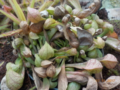 Sarraceniaceae