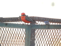 Pyrocephalus rubinus