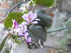 Cynanthus latirostris