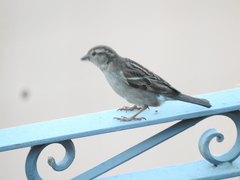 Passer domesticus
