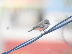 Pyrocephalus rubinus