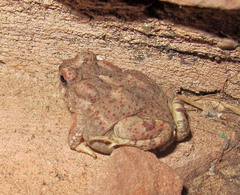 Anaxyrus microscaphus