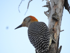Melanerpes aurifrons