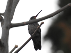 Cynanthus latirostris