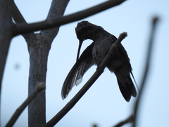 Cynanthus latirostris