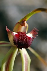 Caladenia ensata