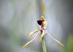 Caladenia ensata