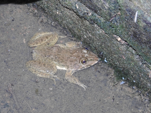 East Asian Bullfrog