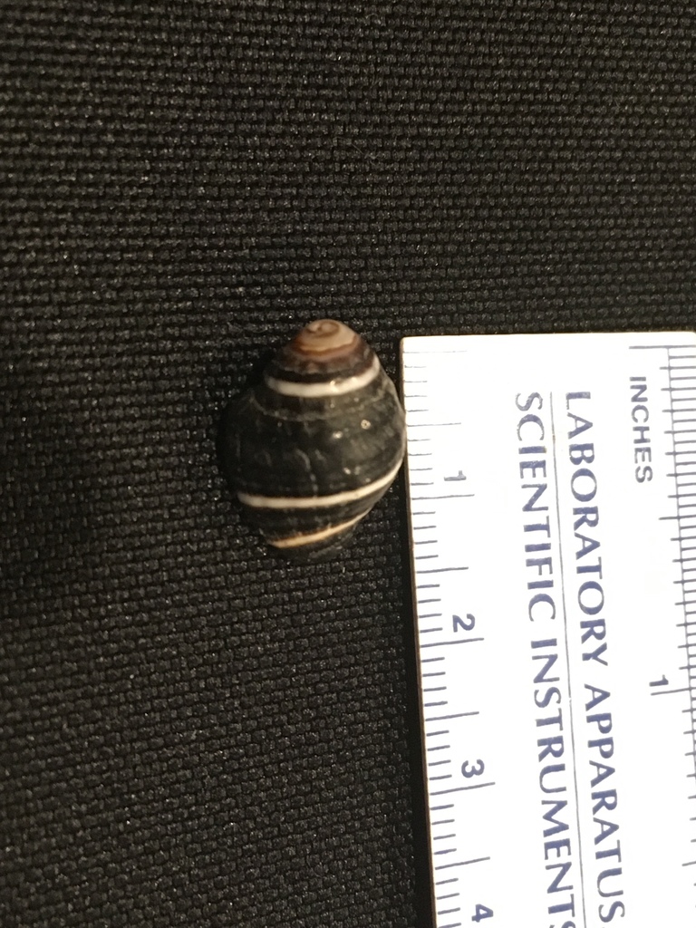 Bumblebee Snail from Tavarua, Fiji on November 1, 1991 by Remington ...