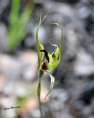 Caladenia attingens