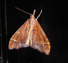 Deana hybreasalis