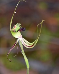 Caladenia attingens