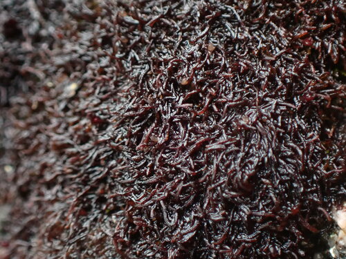 Marsupella stableri
