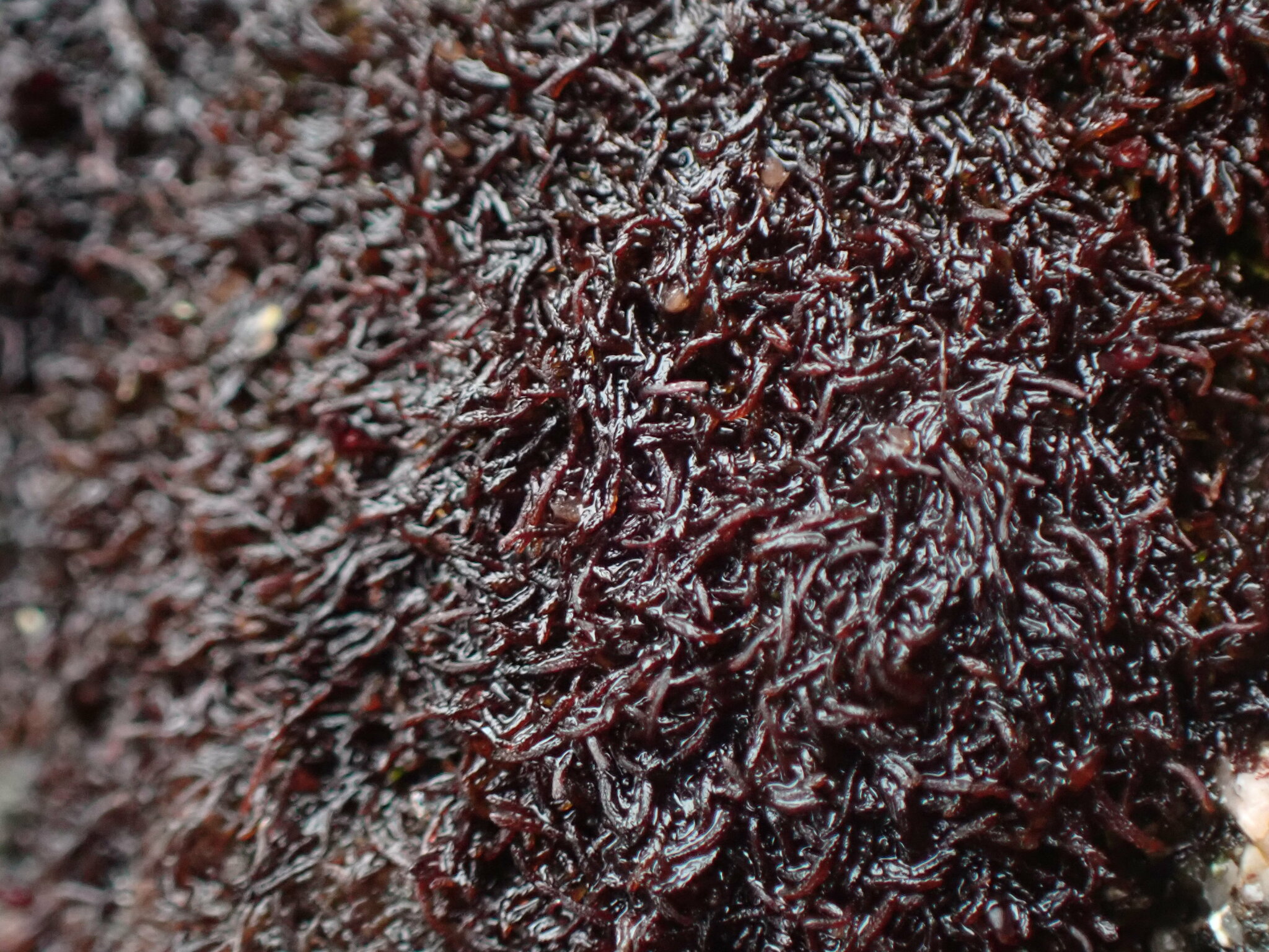 Marsupella stableri