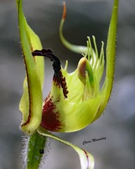 Caladenia attingens