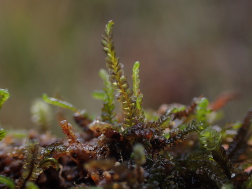 Brown Flapwort (Odontoschisma elongatum)