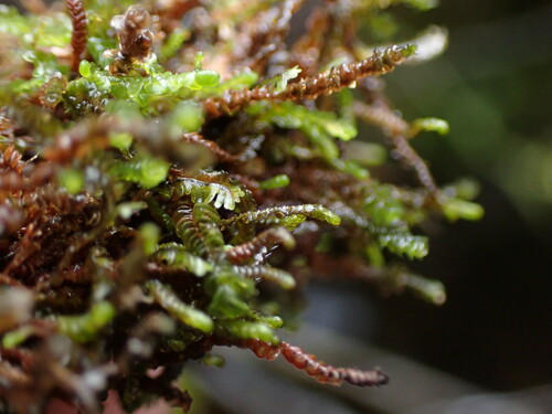 Image of Odontoschisma elongatum by no rights reserved