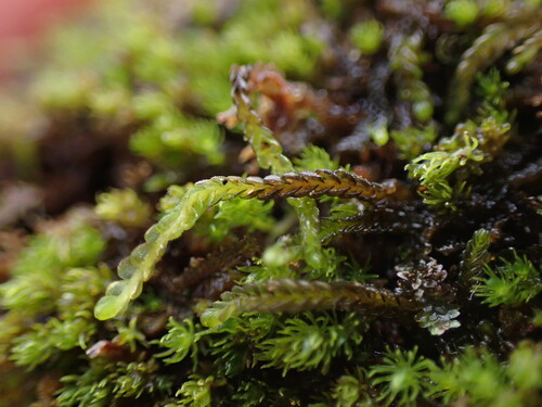Image of Odontoschisma elongatum by no rights reserved