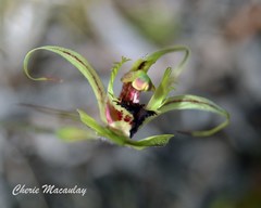 Caladenia attingens