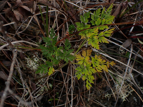 Image of Ligusticum calderi by no rights reserved