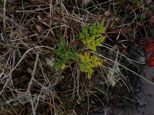 Image of Calder's Lovage (Ligusticum calderi) by no rights reserved