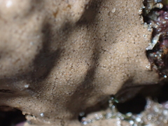 Didemnum psammatodes