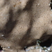 Didemnum psammatodes