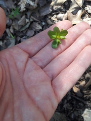 Euphorbia roemeriana