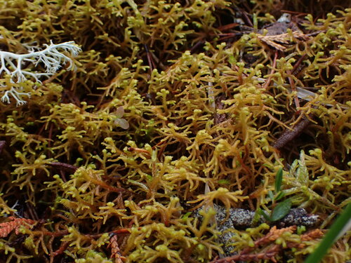 Image of Mastigophora woodsii by no rights reserved