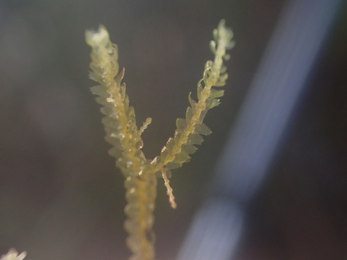 Image of Bazzania tricrenata by no rights reserved