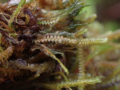 Image of Bazzania tricrenata by no rights reserved