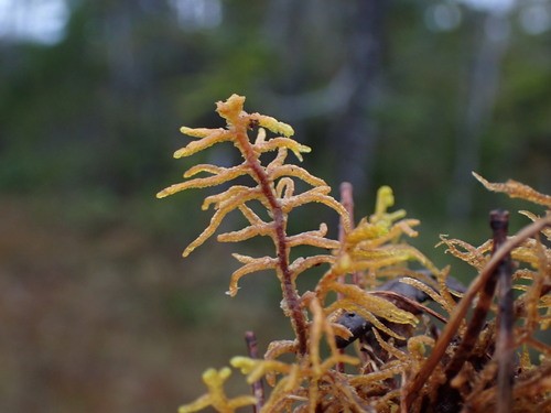 Image of Mastigophora woodsii by no rights reserved