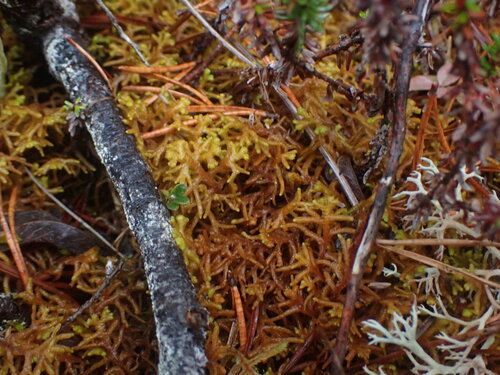 Image of Mastigophora woodsii by no rights reserved
