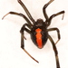 Redback Spider - Photo (c) Victor W Fazio III, some rights reserved (CC BY-NC), uploaded by Victor W Fazio III