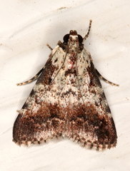 Orthaga rubridiscalis