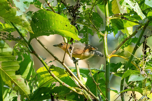 Spot-winged Antshrike