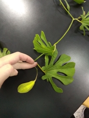 Aristolochia cucurbitifolia
