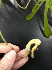Aristolochia cucurbitifolia