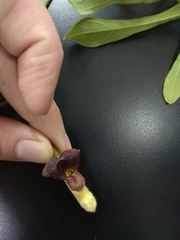 Aristolochia cucurbitifolia