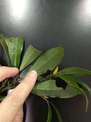 Machilus zuihoensis mushaensis