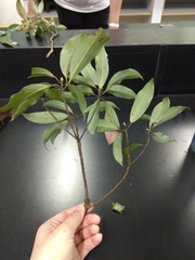 Machilus zuihoensis mushaensis