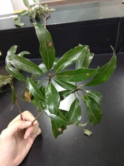 Machilus zuihoensis mushaensis