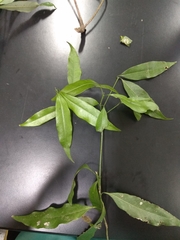 Beilschmiedia erythrophloia