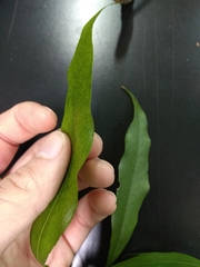 Beilschmiedia erythrophloia