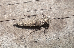 Amorphoscelidae