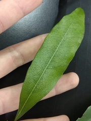 Beilschmiedia erythrophloia