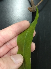 Beilschmiedia erythrophloia