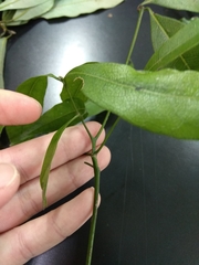 Beilschmiedia erythrophloia