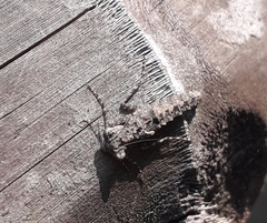Amorphoscelidae