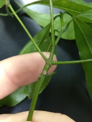 Beilschmiedia erythrophloia